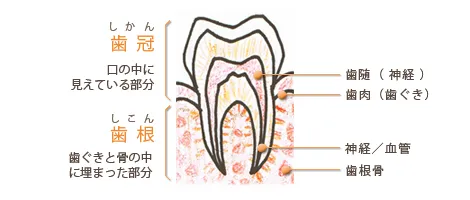 根管治療