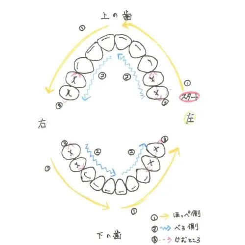 歯磨きの順番 歯磨きの順番